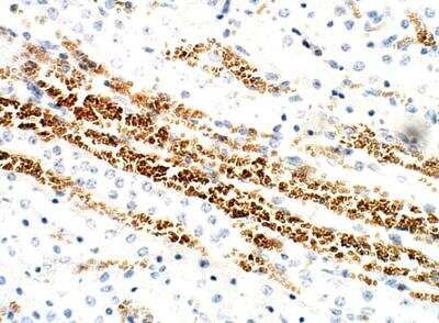 Immunohistochemistry-Paraffin: VPS29 Antibody [NBP3-12366]