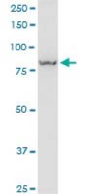 Western Blot: VPS35 Antibody (2D3) [H00055737-M02]