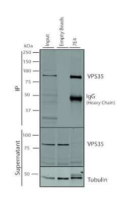 Immunoprecipitation: VPS35 Antibody (7E4) [NBP2-78823]