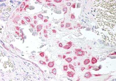 Immunohistochemistry-Paraffin: VPS45 Antibody [NB100-41372]