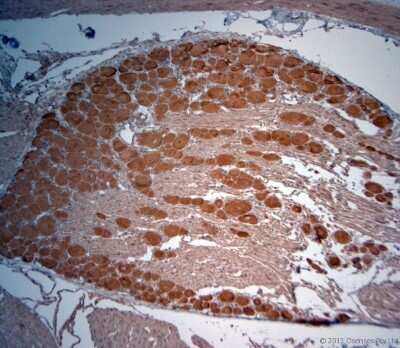 Immunohistochemistry-Paraffin: VPS45 Antibody - Azide and BSA Free [NB100-98931]