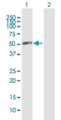 Western Blot: VPS4A Antibody [H00027183-B01P]