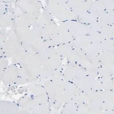 Immunohistochemistry-Paraffin: VRK1 Antibody [NBP1-89548]