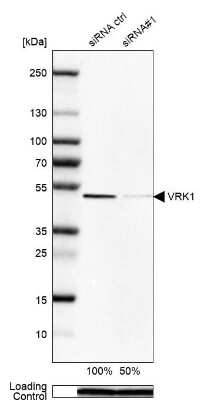 Western Blot: 0 [NBP1-89548]