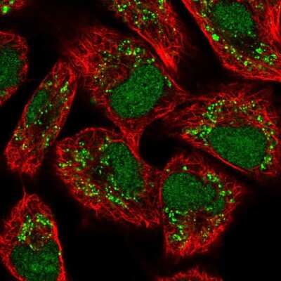 Immunocytochemistry/ Immunofluorescence: VRK3 Antibody [NBP2-58572]