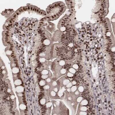 Immunohistochemistry-Paraffin: VRK3 Antibody [NBP2-58572]