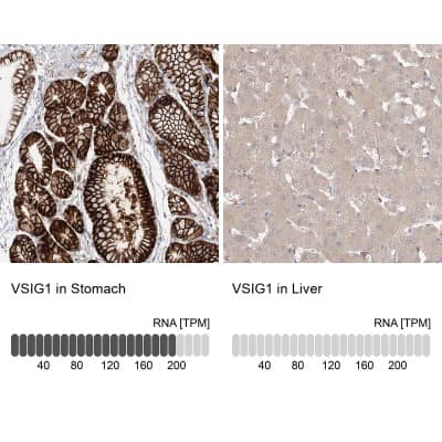 Immunohistochemistry-Paraffin: VSIG1 Antibody [NBP1-81074]