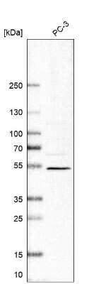 Western Blot: VSIG1 Antibody [NBP1-81073]