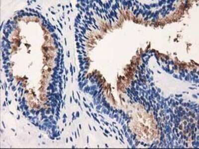 Immunohistochemistry: VSIG2 Antibody (OTI2D8) - Azide and BSA Free [NBP2-74858]