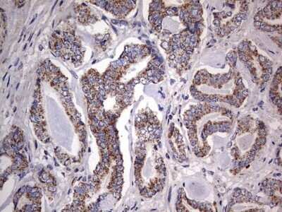 Flow Cytometry: VSIG3/IGSF11 Antibody (OTI2H1) - Azide and BSA Free [NBP2-74861]