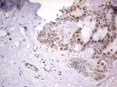 Immunohistochemistry: VSIG3/IGSF11 Antibody (OTI2H1) - Azide and BSA Free [NBP2-74861]