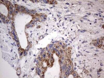 Immunohistochemistry: VSIG3/IGSF11 Antibody (OTI2H1) - Azide and BSA Free [NBP2-74861]