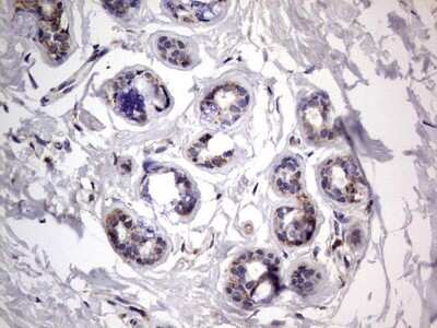 Immunohistochemistry: VSIG3/IGSF11 Antibody (OTI2H1) [NBP2-46046]