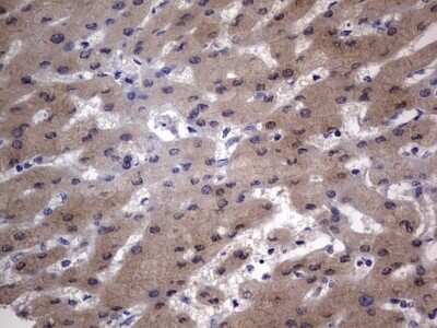 Immunohistochemistry: VSIG3/IGSF11 Antibody (OTI2H1) [NBP2-46046]