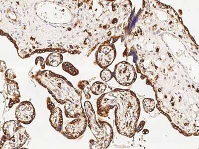 Immunohistochemistry-Paraffin: VSIG4 Antibody [NBP2-99947]