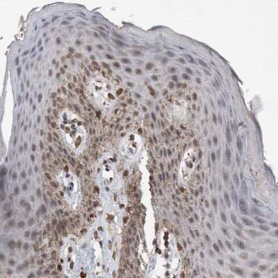 Immunohistochemistry-Paraffin: VSIG8 Antibody [NBP1-86415]