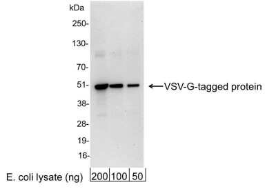 Western Blot: VSV-G Epitope Tag AntibodyBSA Free [NB100-2484]