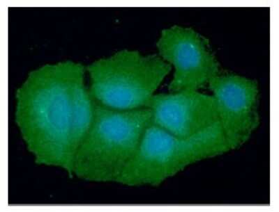 Immunocytochemistry/ Immunofluorescence: VTA1 Antibody (14G10) - BSA Free [NBP2-59420]