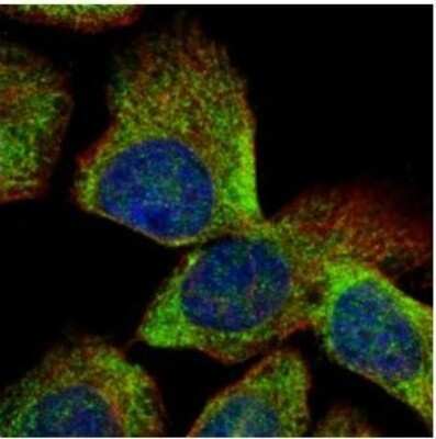 Immunocytochemistry/ Immunofluorescence: VTA1 Antibody [NBP1-32570]
