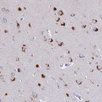 Immunohistochemistry-Paraffin: VTI1B Antibody [NBP2-33414]