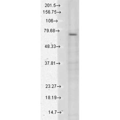 Western Blot: Vanilloid R-like 3/TRPV3 Antibody (S15/4) [NBP2-12909]