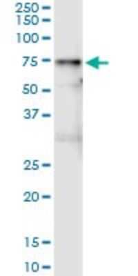 Immunoprecipitation: Vanin-1/VNN1 Antibody (2B10) [H00008876-M05]