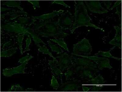 Immunocytochemistry/ Immunofluorescence: Vanin-1/VNN1 Antibody (4E11) [H00008876-M08]