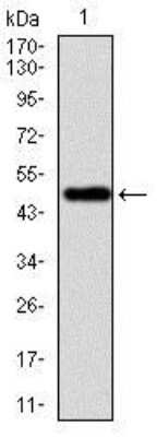 Western Blot: Vav-1 Antibody (2E11)BSA Free [NBP2-37469]