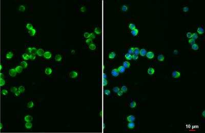 Immunocytochemistry/ Immunofluorescence: Vav-1 Antibody (557) [NBP2-43553]