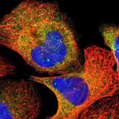 Immunocytochemistry/ Immunofluorescence: Vav-1 Antibody [NBP1-86867]