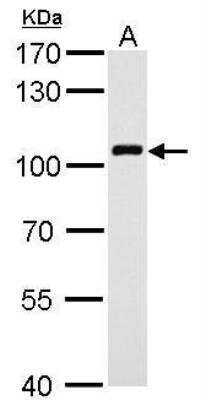 Western Blot: Vav-1 Antibody [NBP1-31426]