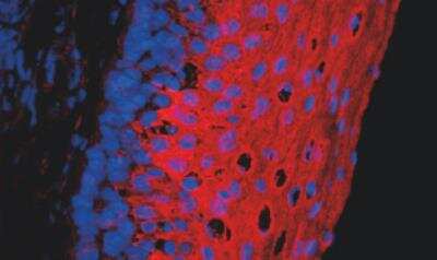 Immunofluorescence: VectaFluor(TM) Excel Amp. anti-Mouse IgG DL594 Ab Kit [DK-2594-NB]