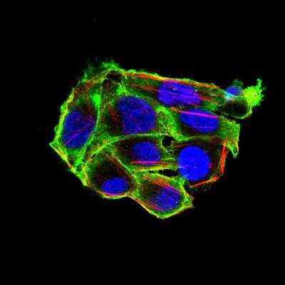 Immunocytochemistry/ Immunofluorescence: Villin 1 Antibody (3E5G11) - BSA Free [NBP2-52585]