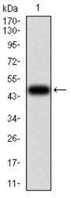 Western Blot: Villin 1 Antibody (3E5G11)BSA Free [NBP2-52585]