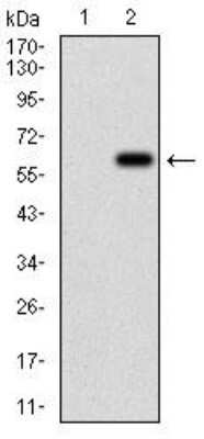 Western Blot: Villin 1 Antibody (3E5G11)BSA Free [NBP2-52585]