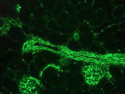 Immunohistochemistry-Frozen: Vimentin Antibody (RV203) - BSA Free [NBP1-97671]