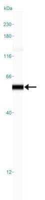 Simple Western: Vimentin Antibody [NBP1-85814]
