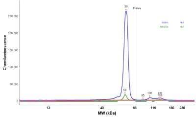 Simple Western: Vimentin Antibody [NBP1-85814]