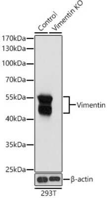 Western Blot: Vimentin AntibodyAzide and BSA Free [NBP3-03221]