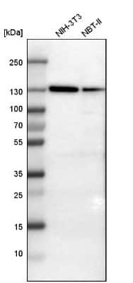 Western Blot: Vinculin Antibody [NBP1-87495]