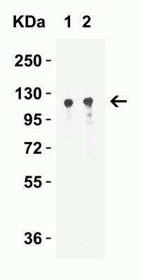 Western Blot: Vinculin AntibodyBSA Free [NBP2-41274]