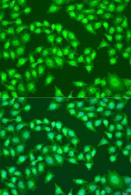 Immunocytochemistry/ Immunofluorescence: Viperin Antibody - Azide and BSA Free [NBP2-93524]
