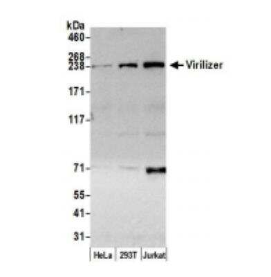 Western Blot: Virilizer Antibody [NBP1-21364]
