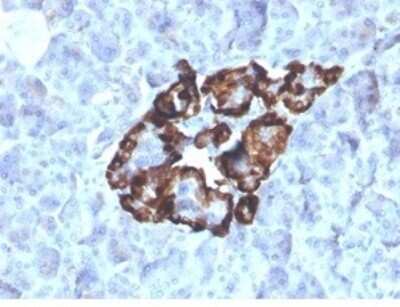 Immunohistochemistry-Paraffin: Vitamin D BP Antibody (VDBP/4481) [NBP3-13923]