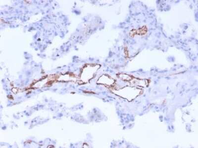Immunohistochemistry-Paraffin: Von Willebrand Factor Antibody (3E2D10 + VWF635) - Azide and BSA Free [NBP2-34536]