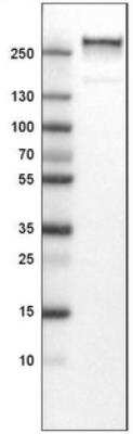 Western Blot: Von Willebrand Factor Antibody (CL1950) [NBP2-34474]