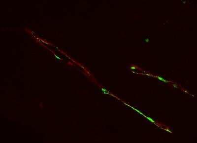 Immunohistochemistry-Frozen: Von Willebrand Factor Antibody [NB600-586]