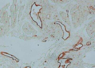 Immunohistochemistry-Paraffin: Von Willebrand Factor Antibody [NB600-586]
