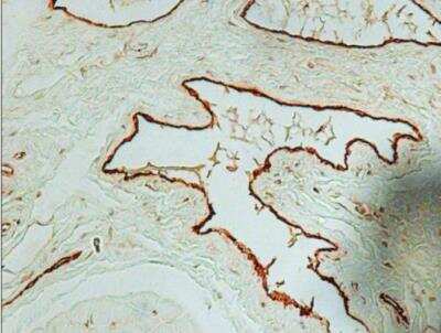 Immunohistochemistry-Paraffin: Von Willebrand Factor Antibody [NB600-586]