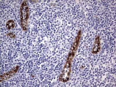 Immunohistochemistry: Von Willebrand Factor Antibody (OTI6C7) - Azide and BSA Free [NBP2-74852]